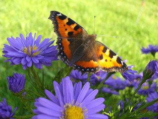 Schmetterling